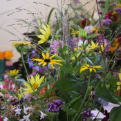 Prize winning flowers