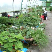 The Polytunnel