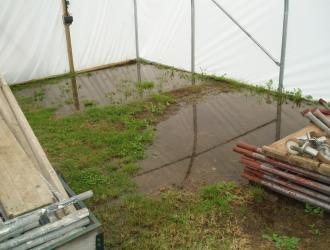 Very wet on allotment July 2012 005