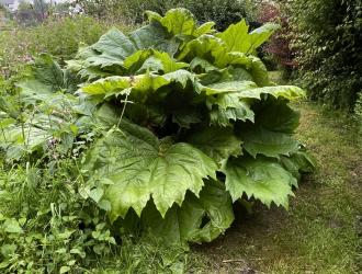 thumbnail 006 Chinese Rhubarb