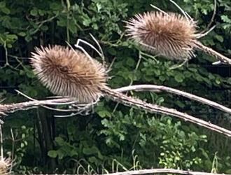 thumbnail 008 Wild Teasel