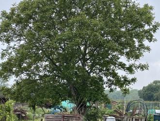 thumbnail 015 Walnut Tree